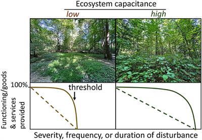 Ecosystem capacitance: an integrative buffer against disturbance